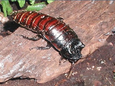 Cucaracha gigante de Madagascar