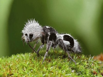 Hormiga Panda . Chile