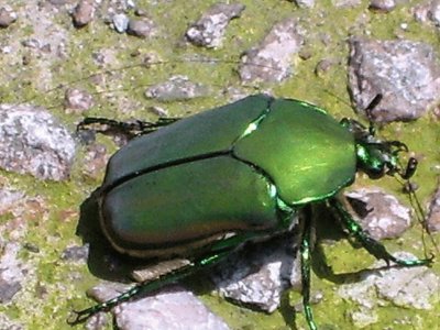 Escarabajo verde