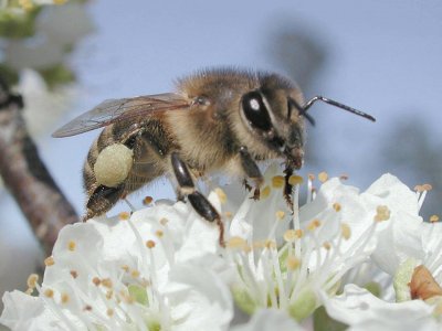 Abeja melÃ­fera