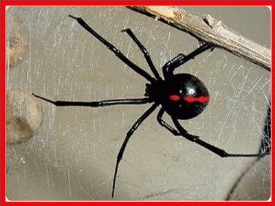 AraÃ±a Viuda Negra