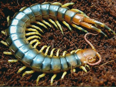 Escolopendra venenosa