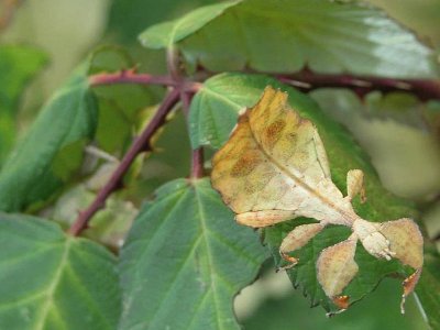 Insecto hojaÂ - AmÃ©rica del Sur