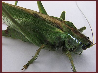 Langosta (Phaneroptera falcata) - Ãfrica