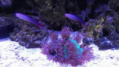 Purple Firefish and Coral