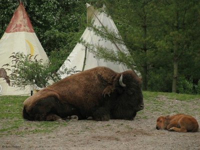 buffalo tribe