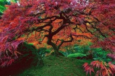 Japanese maple