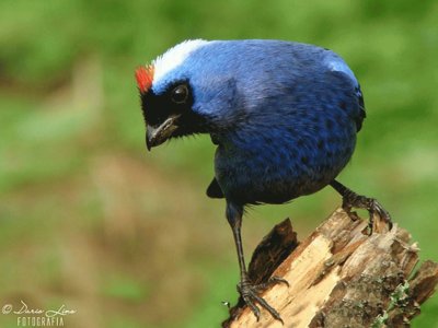 Cardenal azul o imperial