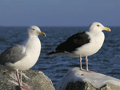 Gaviotas