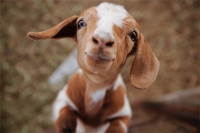 Cute Goat