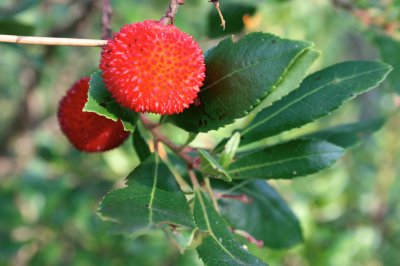 strawberry tree