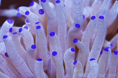 Purple Tipped Coral