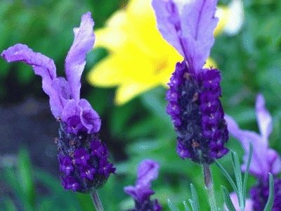 Calming Purple House Plant