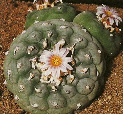 peyote