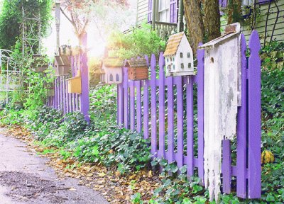 Purple Picket Fence