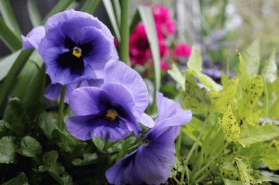 Purple Pansies