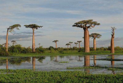 amazing Madagascar