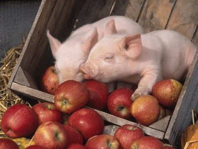 Piglets in Apple Crate