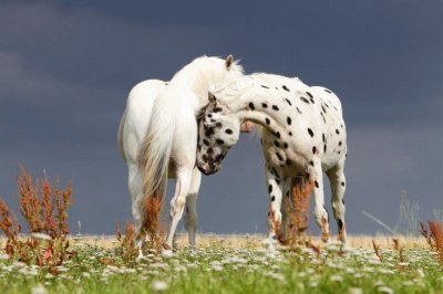 Beautiful Horses