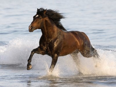 Water Horse