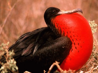 Fragata - Ecuador