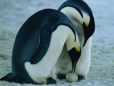 PingÃ¼inos Emperador