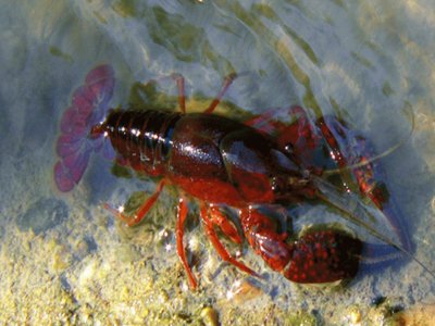 Cangrejo de rÃ­o Americano