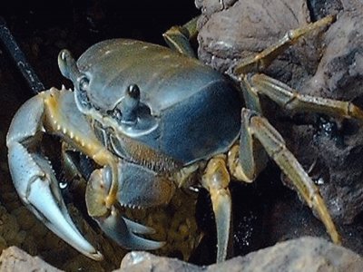 Cangrejo de tierra azul - Venezuela