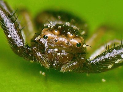 AraÃ±a cangrejo