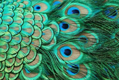 Peacock Feathers