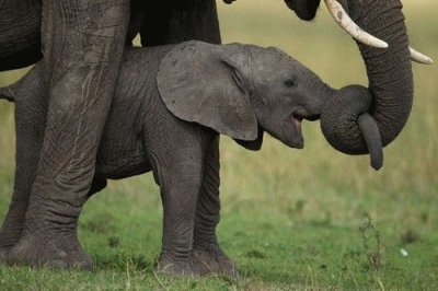 Baby Elephant