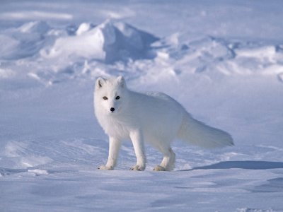 arctic fox