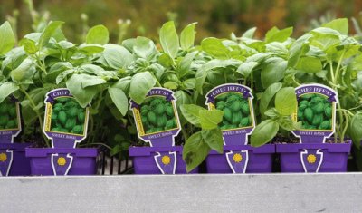 Sweet Basil Garden