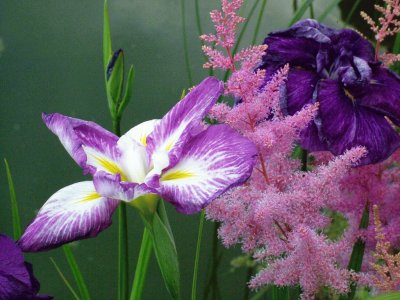 Purple and Pink Flowers