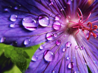 Water Drops on Flower-Art