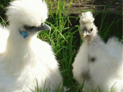 Gallina Japonesa sedosa