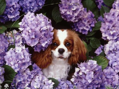 Dog in the Purple Flowers