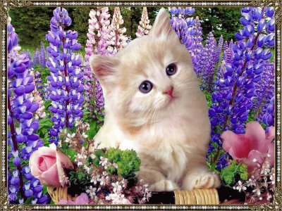 Kitten in the Purple Flowers