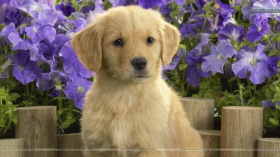 Labrador Puppy and Purple Flowers