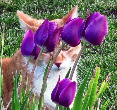 Peek-A-Boo Cat in Tulips