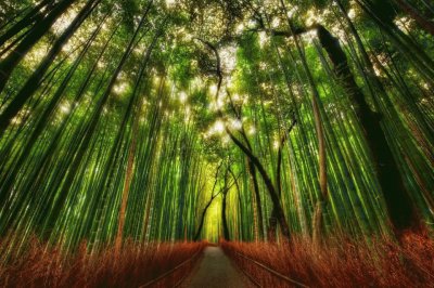 Bamboo forest, Kyoto, Japan