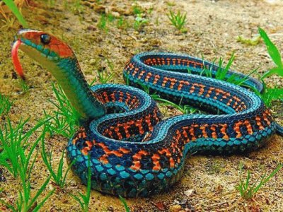 California Red Sided Garter Snake