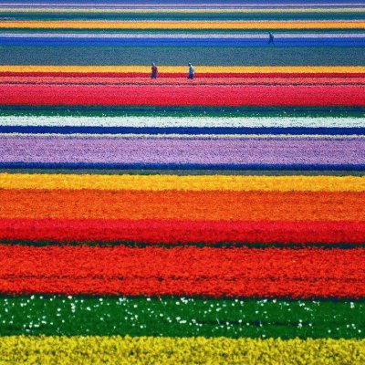 tulip fields-holland