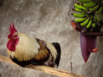 Brazilian still life