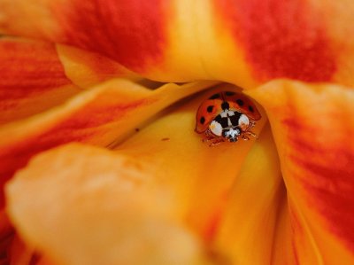 lady bug and lily