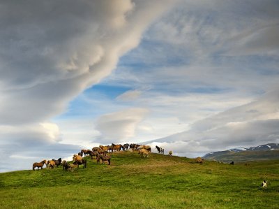 horse farm Iceland