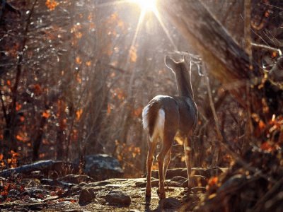 Arkansas deer