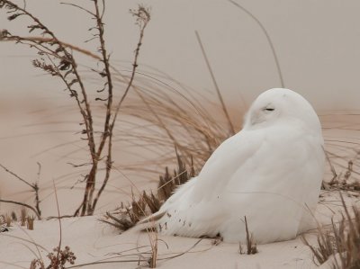 Owl in Arctic