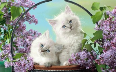 White Kittens in Basket