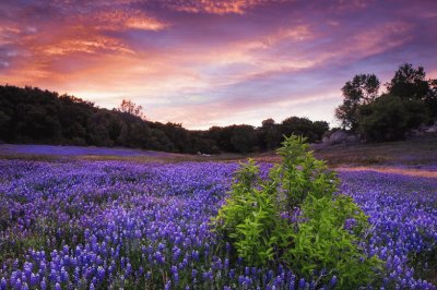 lupine dreams